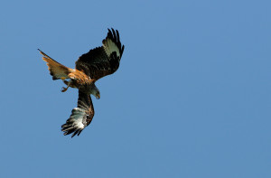 A-Falke-DSC_4236-JPG-1200-a1