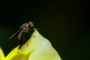 A-Fly-DSC_9302-JPG-1200-a1