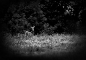 A-RehDSC_0726a1-JPG-1200-a1
