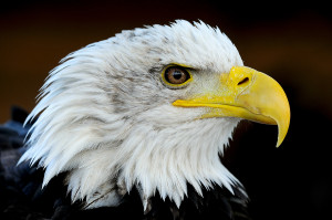 A-Seeadler-DSC_4372-JPG-1500-a1