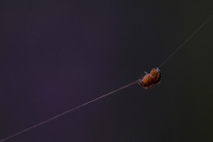 A-Spider-DSC_8247-JPG-1200-a1