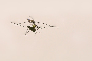 A-Wasserl-JPG-1200-a1